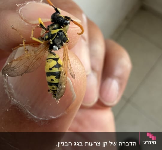 תמונת תקריב של צרעה מודברת מוחזקת ביד המדביר